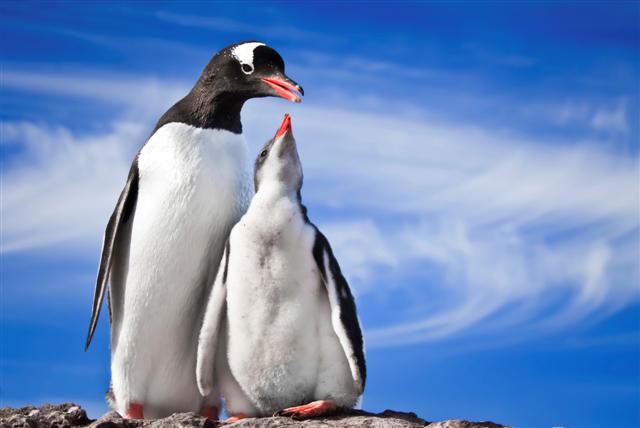 biggest-penguin-ever-discovered-arctic-portal